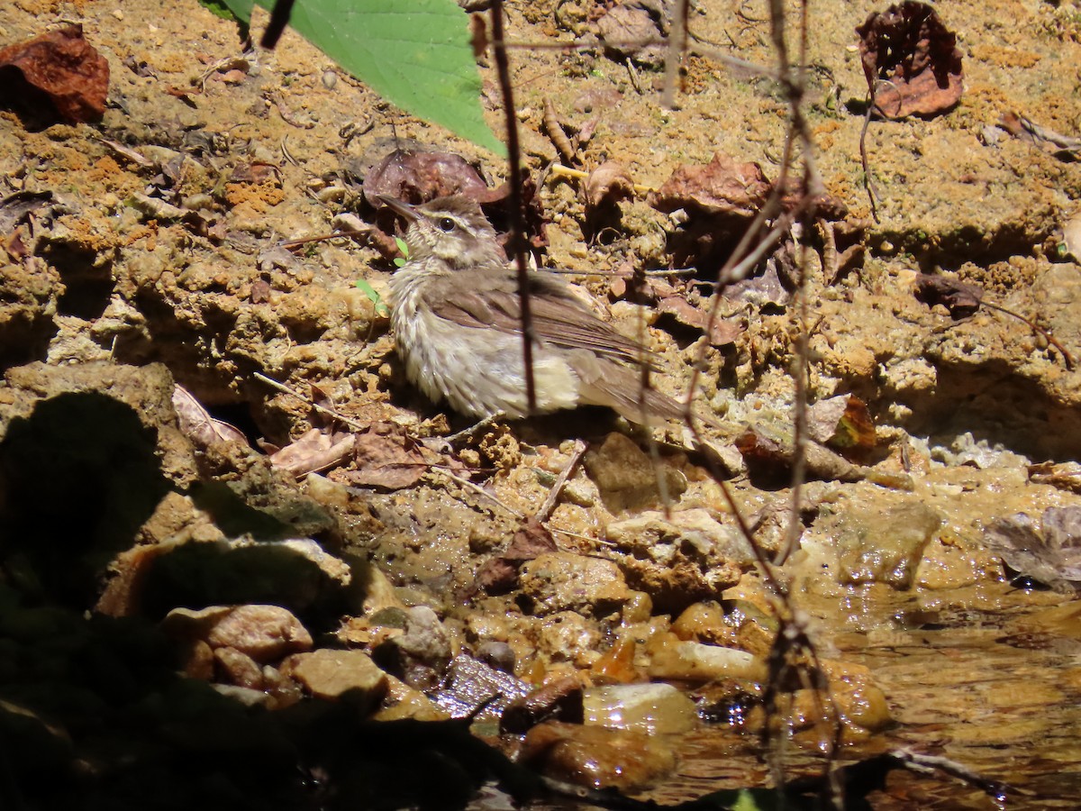 Louisiana Waterthrush - ML620676515