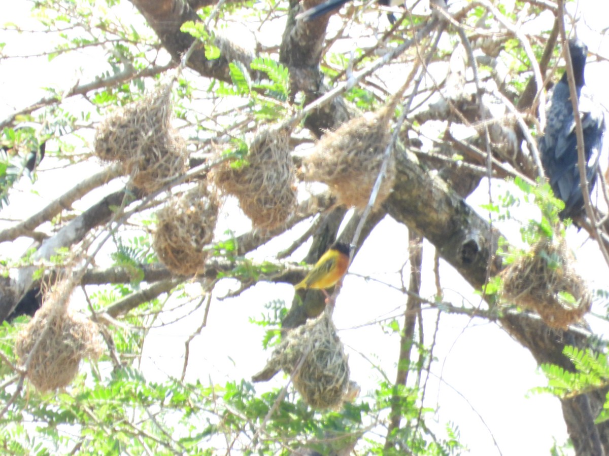 Golden-backed Weaver - ML620676517