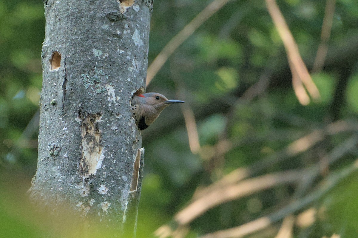 Northern Flicker - ML620676518