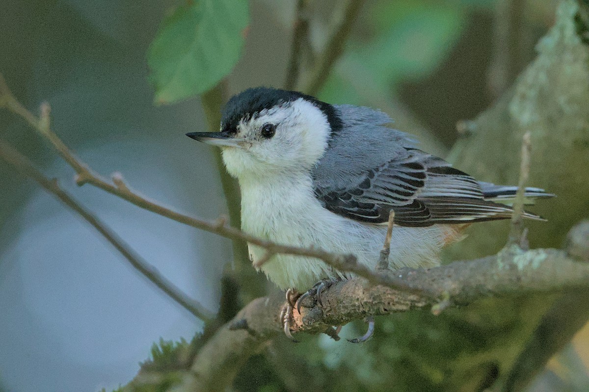 White-breasted Nuthatch - ML620676528