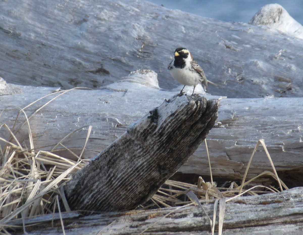 Lapland Longspur - ML620676530