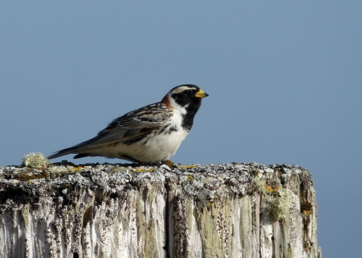 Lapland Longspur - ML620676531