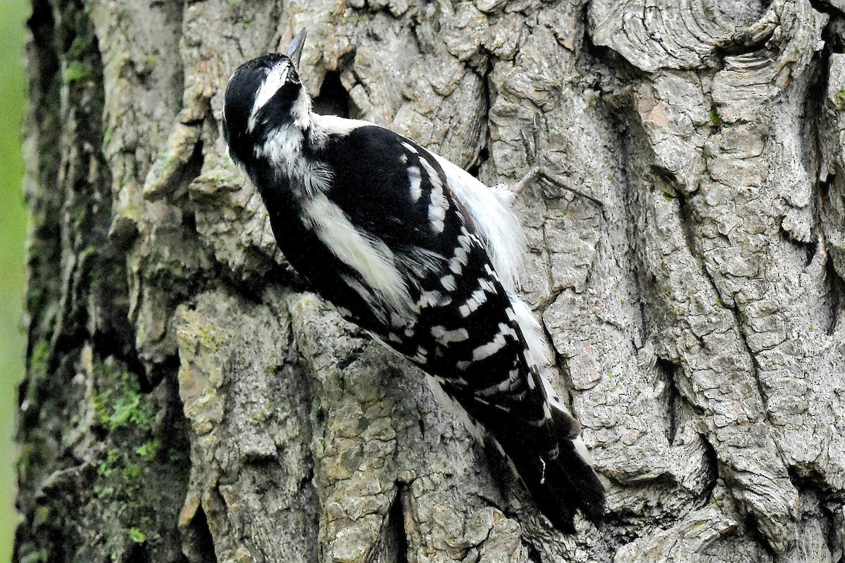 Downy Woodpecker - ML620676535