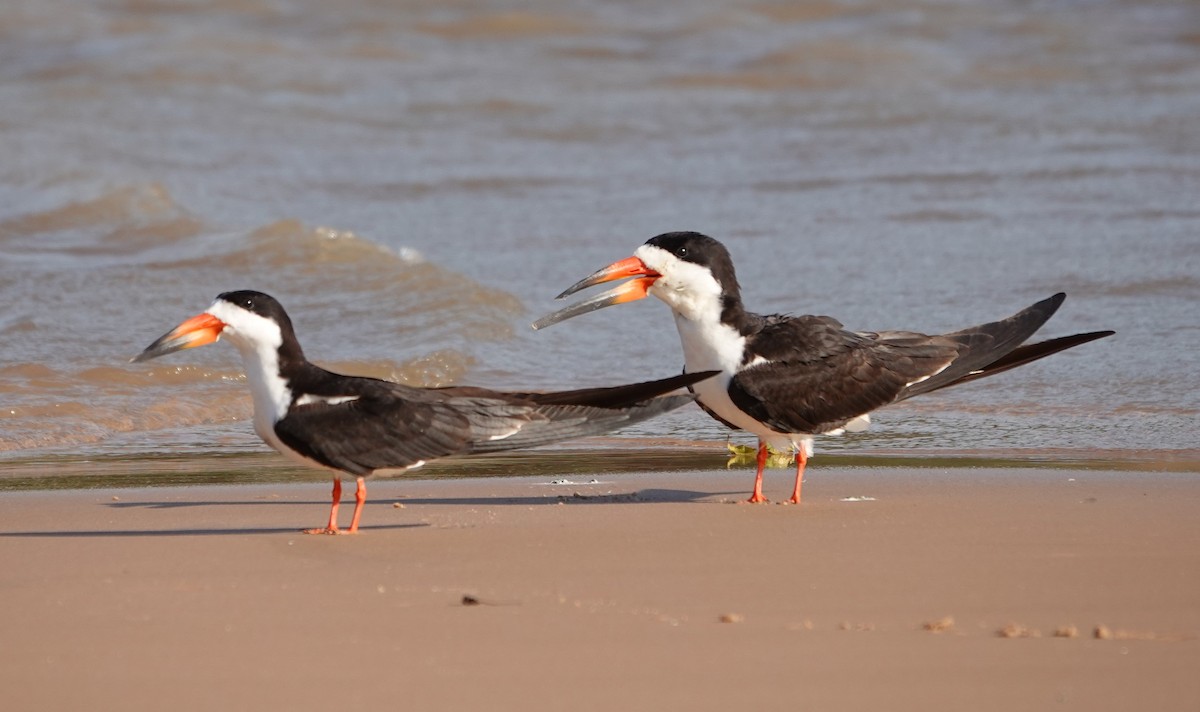 Black Skimmer - ML620676538