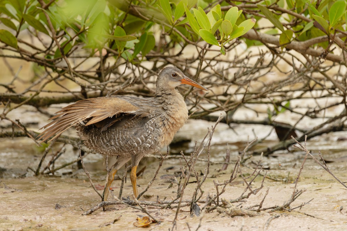 Clapper Rail - ML620676543