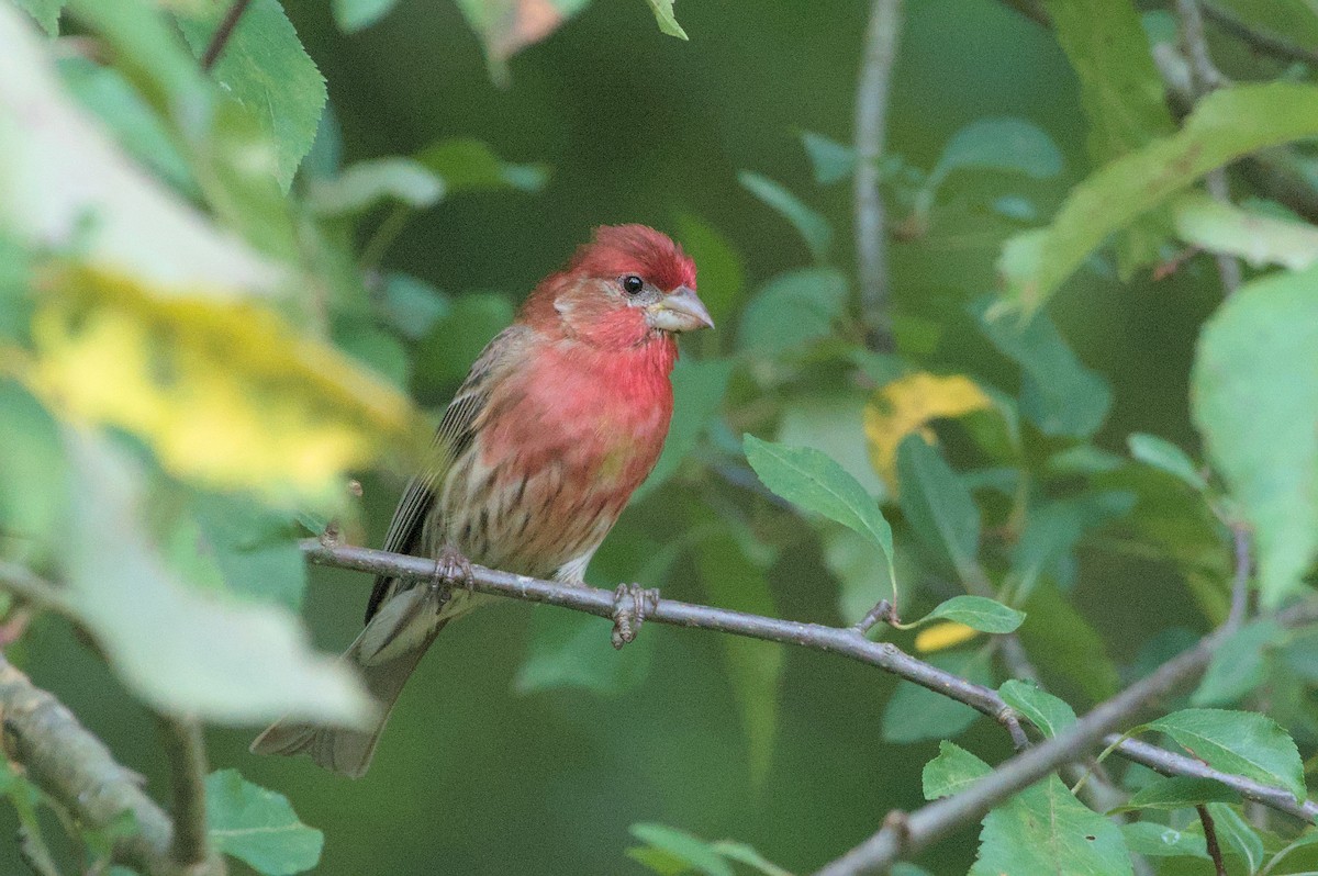 House Finch - ML620676544