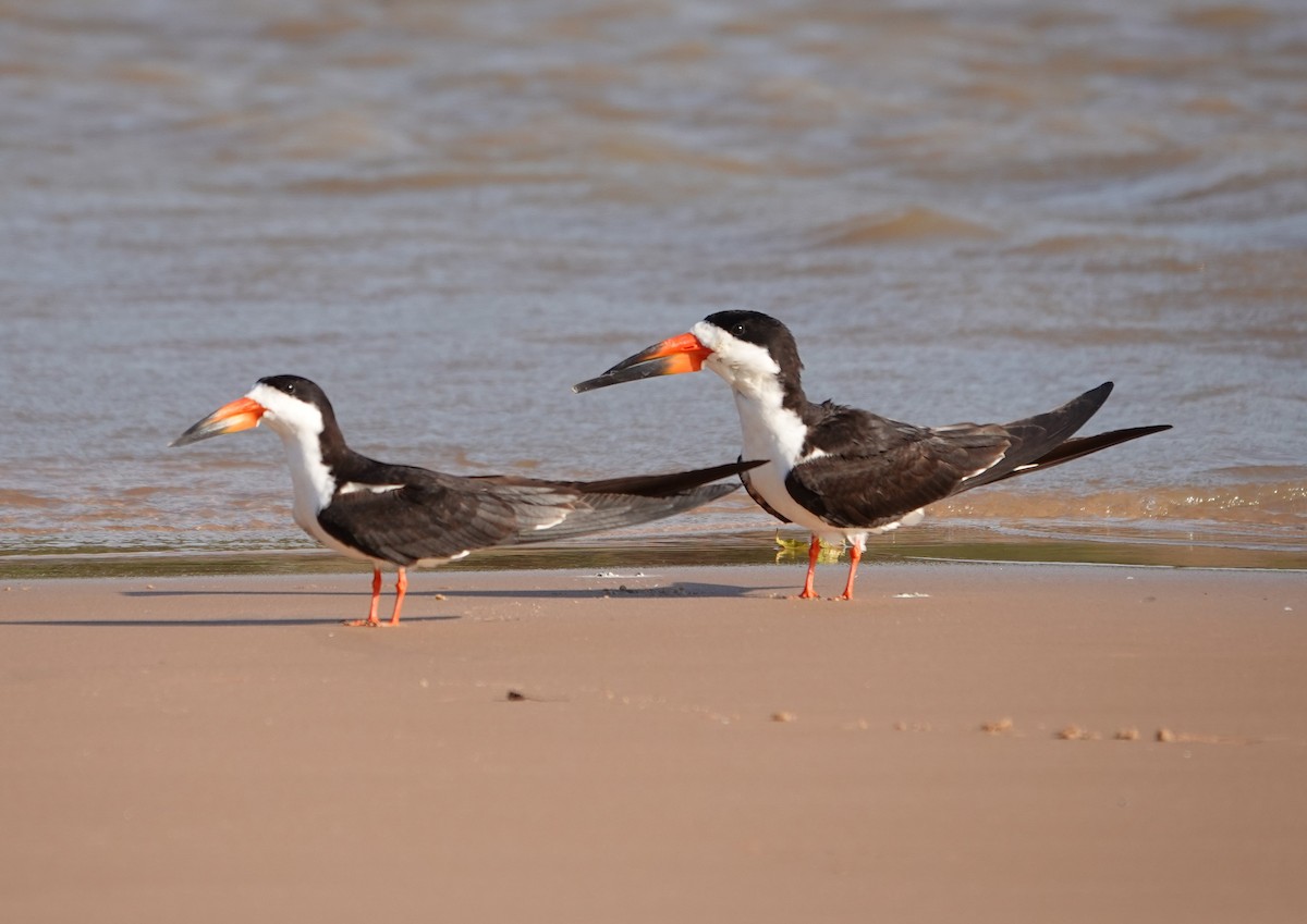 Black Skimmer - ML620676547