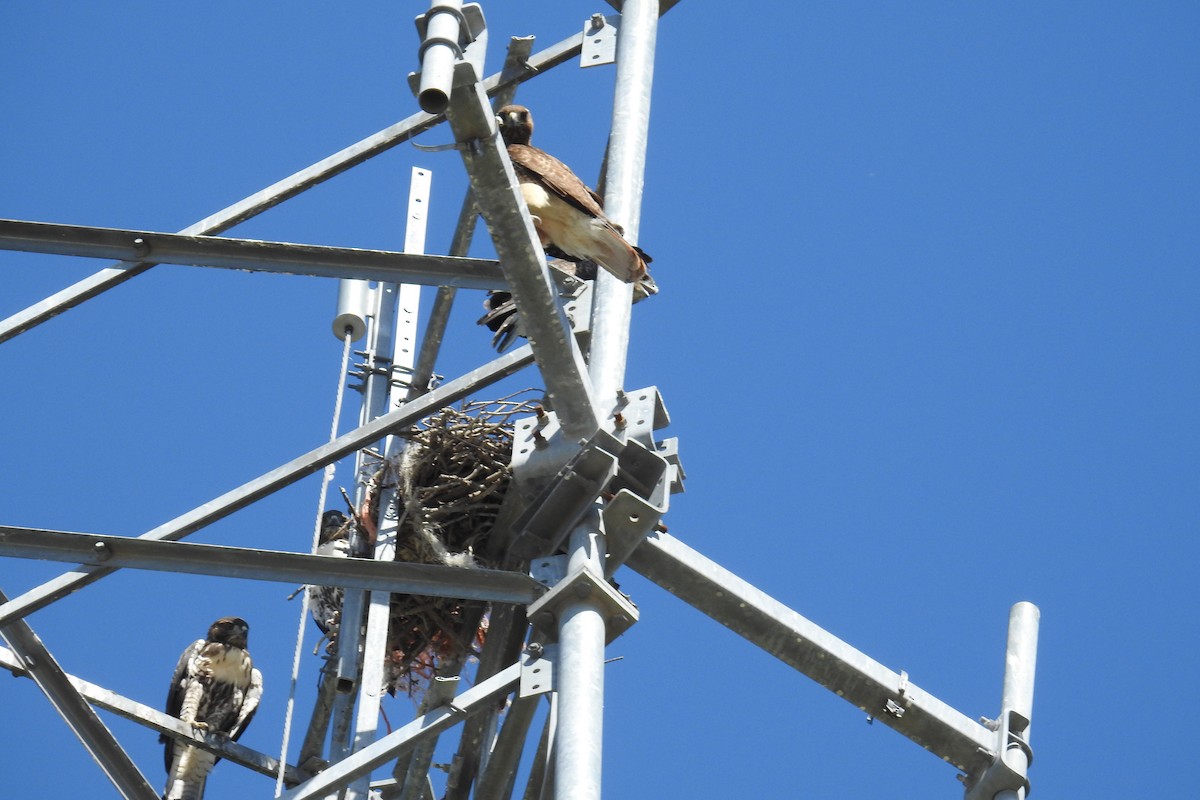 Red-tailed Hawk - ML620676548