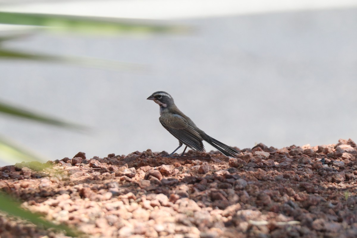 Black-throated Sparrow - ML620676555