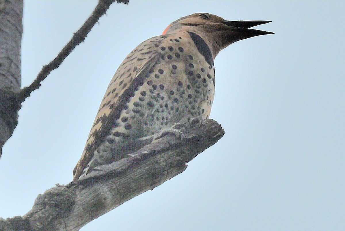 Northern Flicker - ML620676557