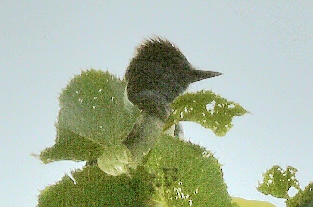 Great Crested Flycatcher - ML620676562