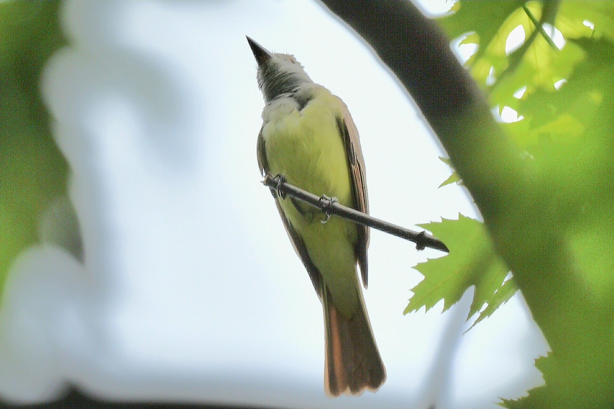 Great Crested Flycatcher - ML620676564