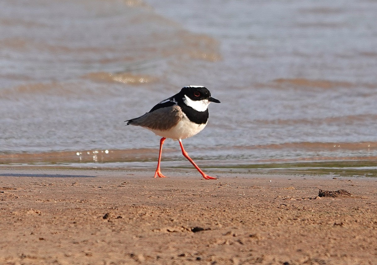 Pied Plover - ML620676566