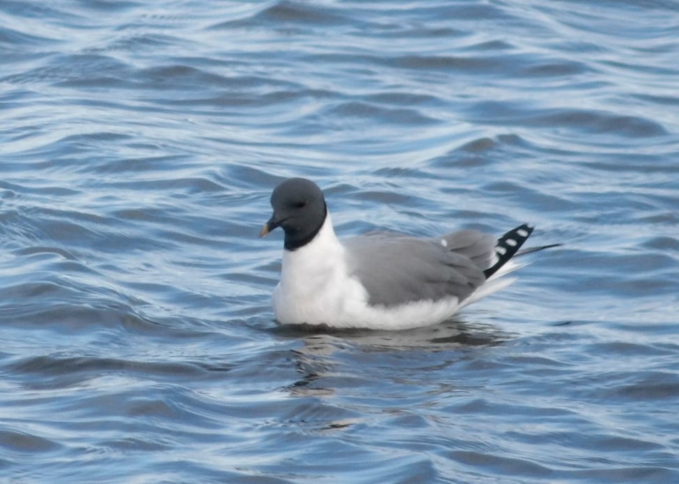 Sabine's Gull - ML620676568