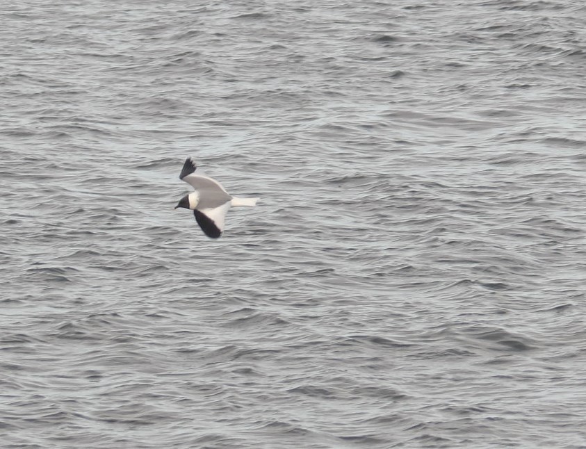 Sabine's Gull - ML620676570