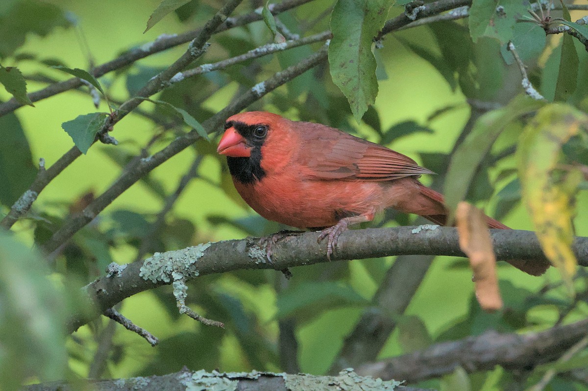 Northern Cardinal - ML620676571