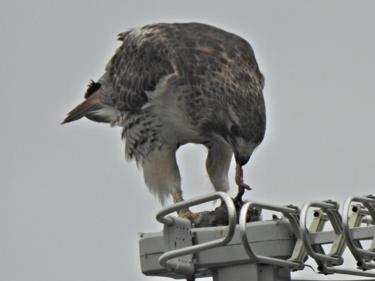 Red-tailed Hawk - ML620676574