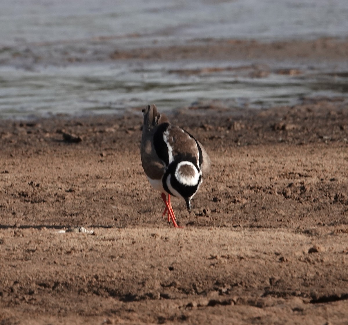 Pied Plover - ML620676576