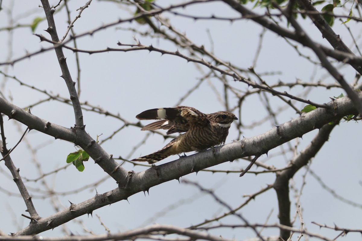 Lesser Nighthawk - ML620676584