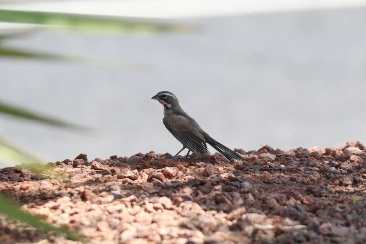 Black-throated Sparrow - ML620676585