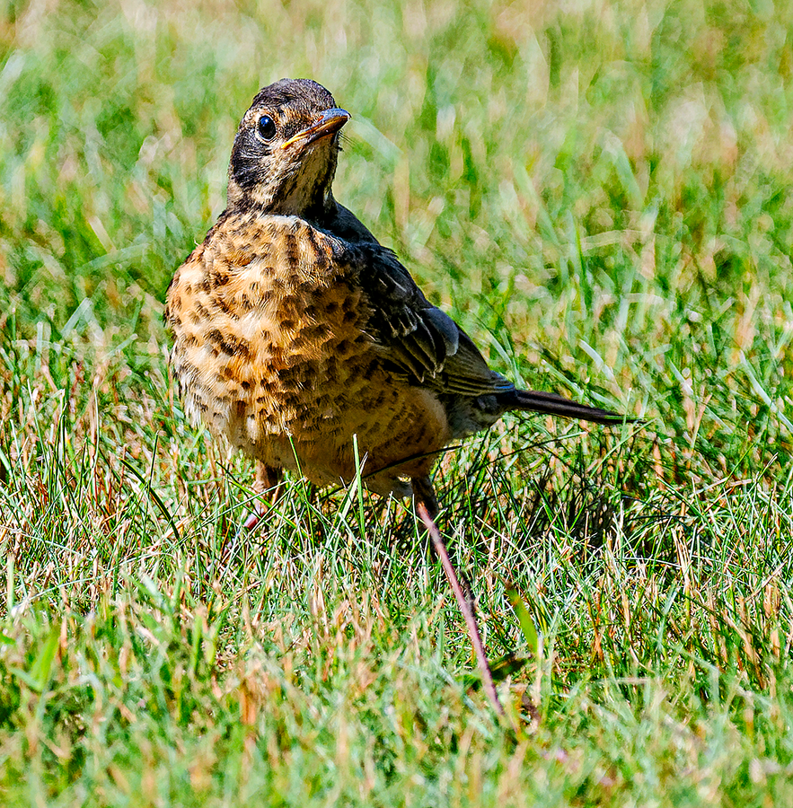 American Robin - Kristine Mika