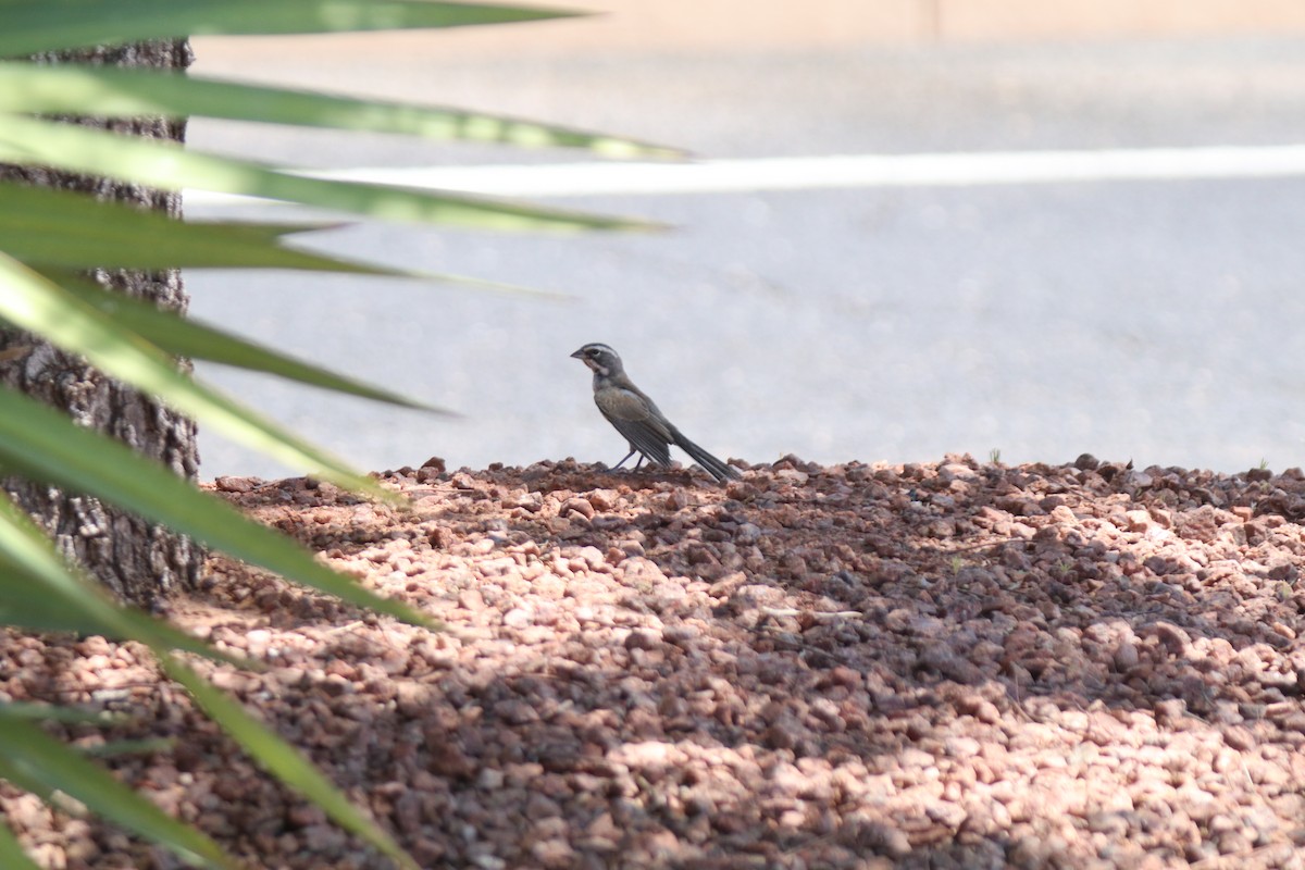 Black-throated Sparrow - ML620676589