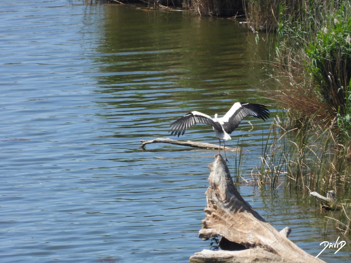 White Stork - ML620676591