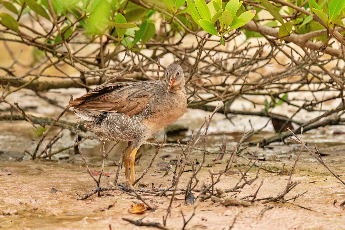 Clapper Rail - ML620676592