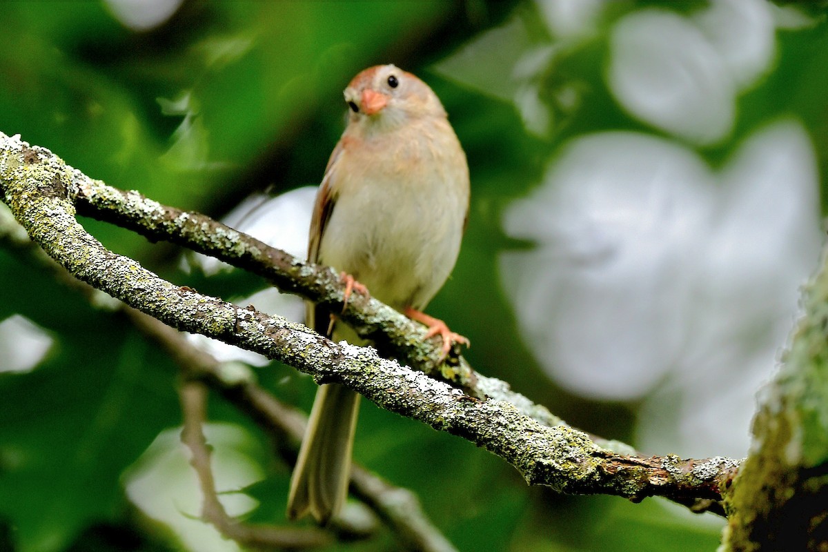 Field Sparrow - ML620676593