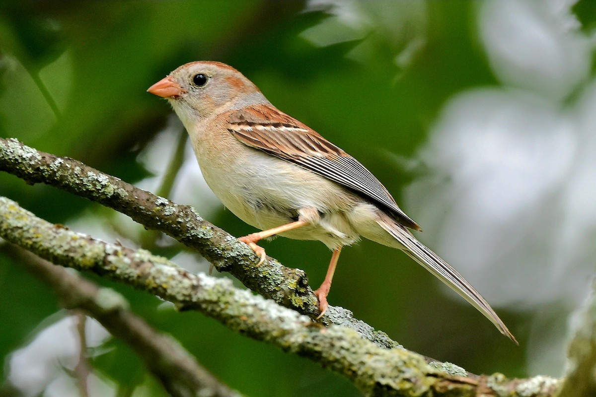 Field Sparrow - ML620676594