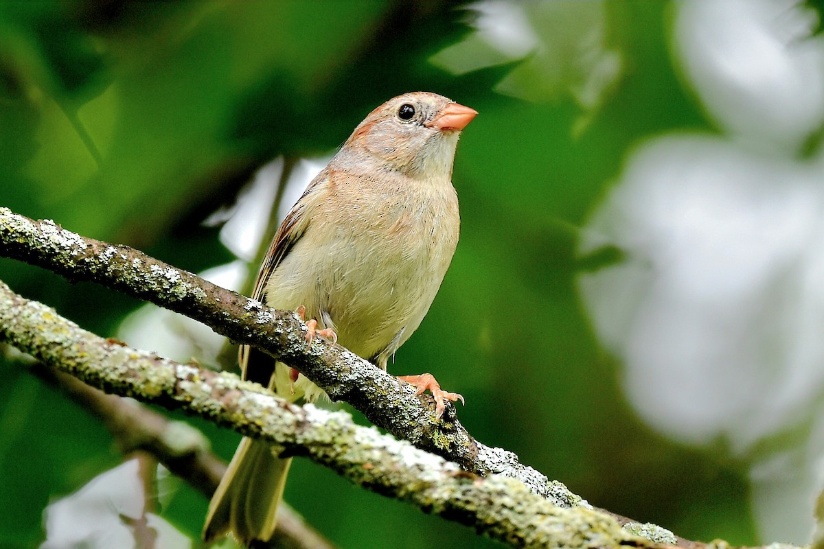 Field Sparrow - ML620676595