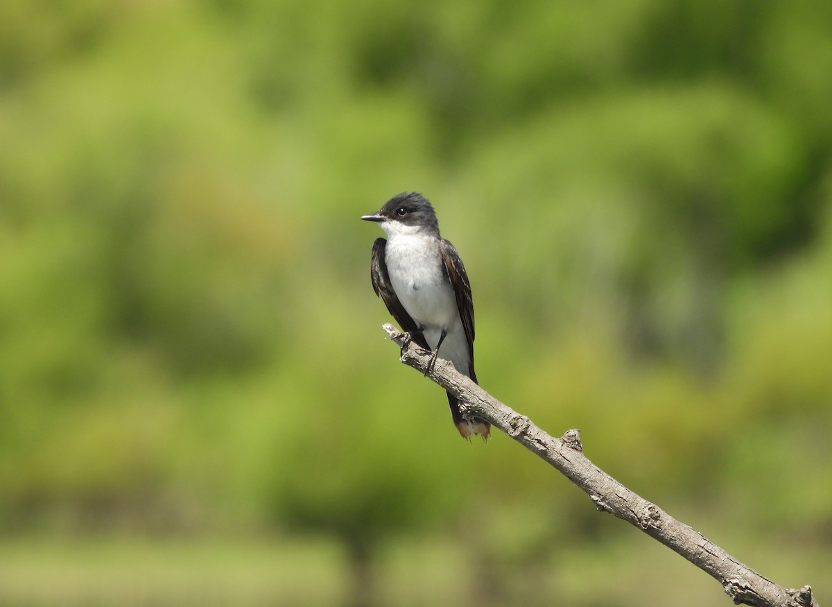 Eastern Kingbird - ML620676598