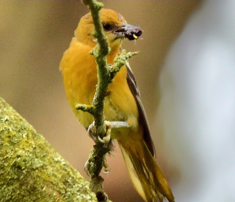 Baltimore Oriole - ML620676601