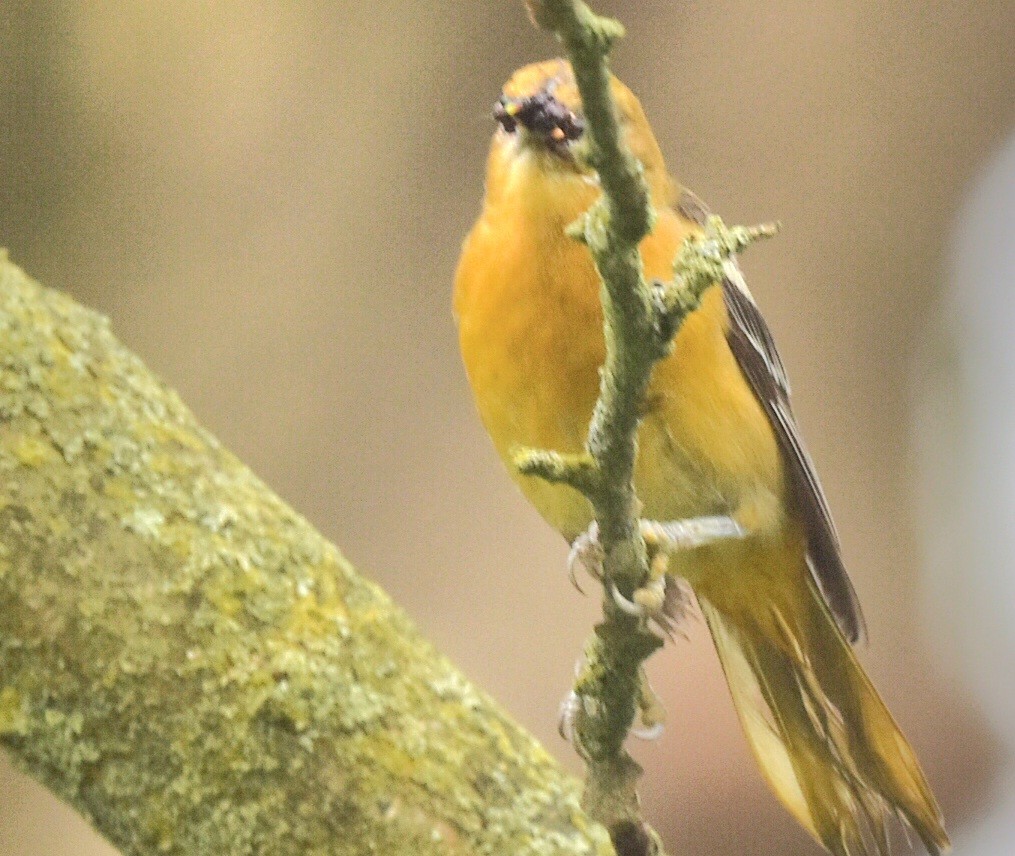 Baltimore Oriole - ML620676602