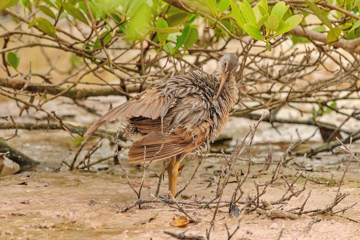 Clapper Rail - ML620676607