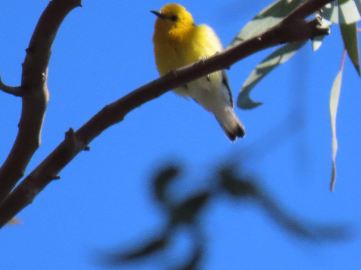 Prothonotary Warbler - ML620676608