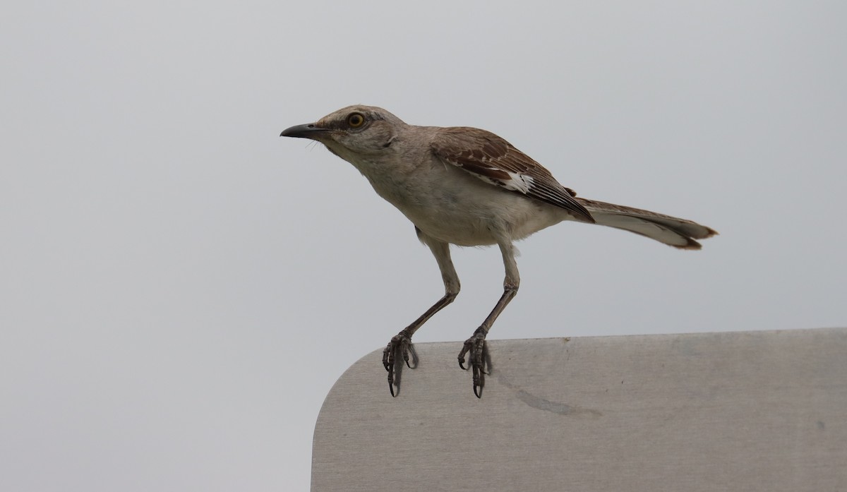 Northern Mockingbird - ML620676609