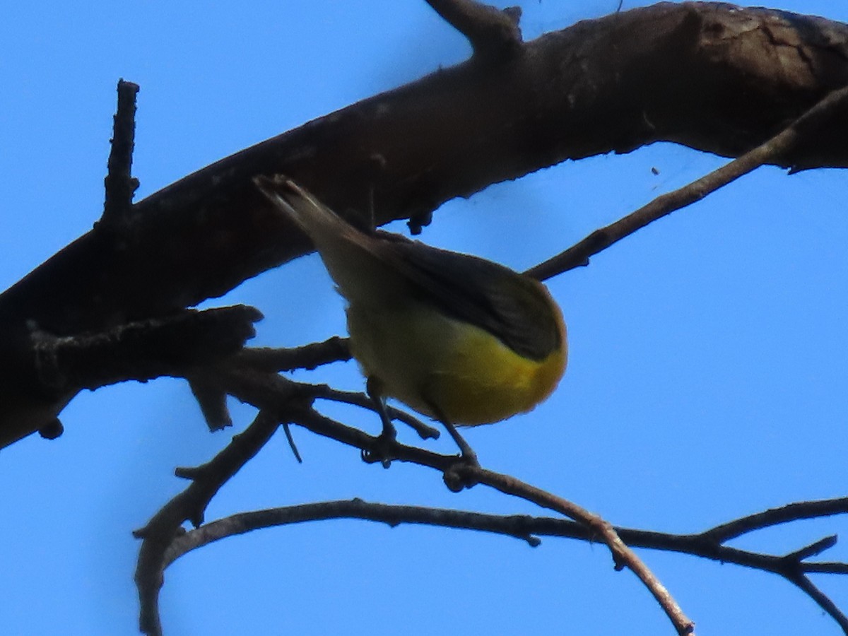 Prothonotary Warbler - ML620676612