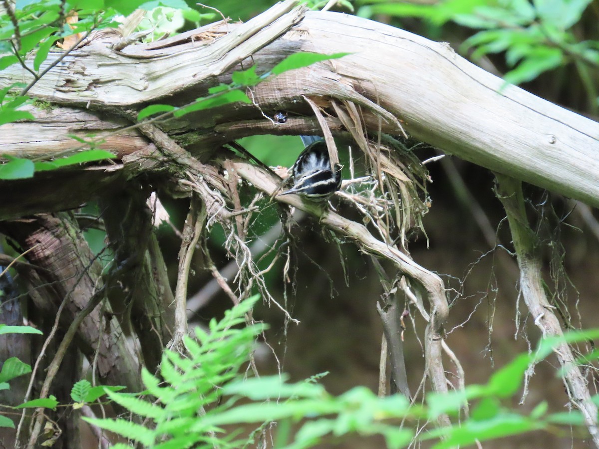 Black-and-white Warbler - ML620676613