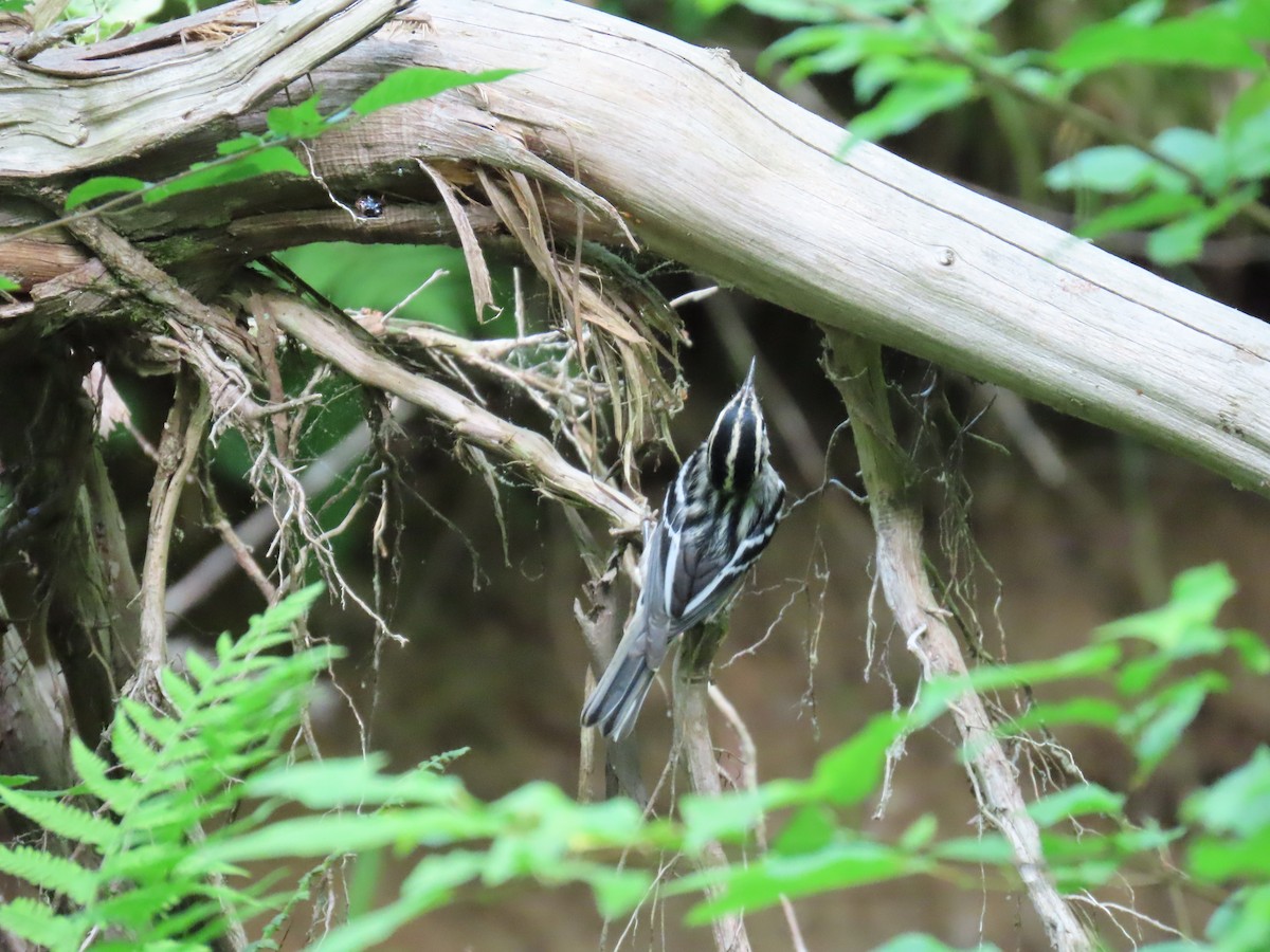 Black-and-white Warbler - ML620676614