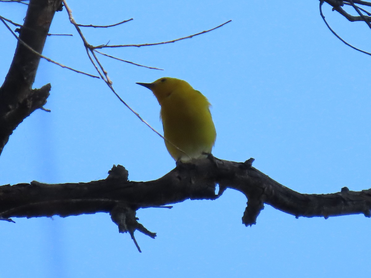 Prothonotary Warbler - ML620676617