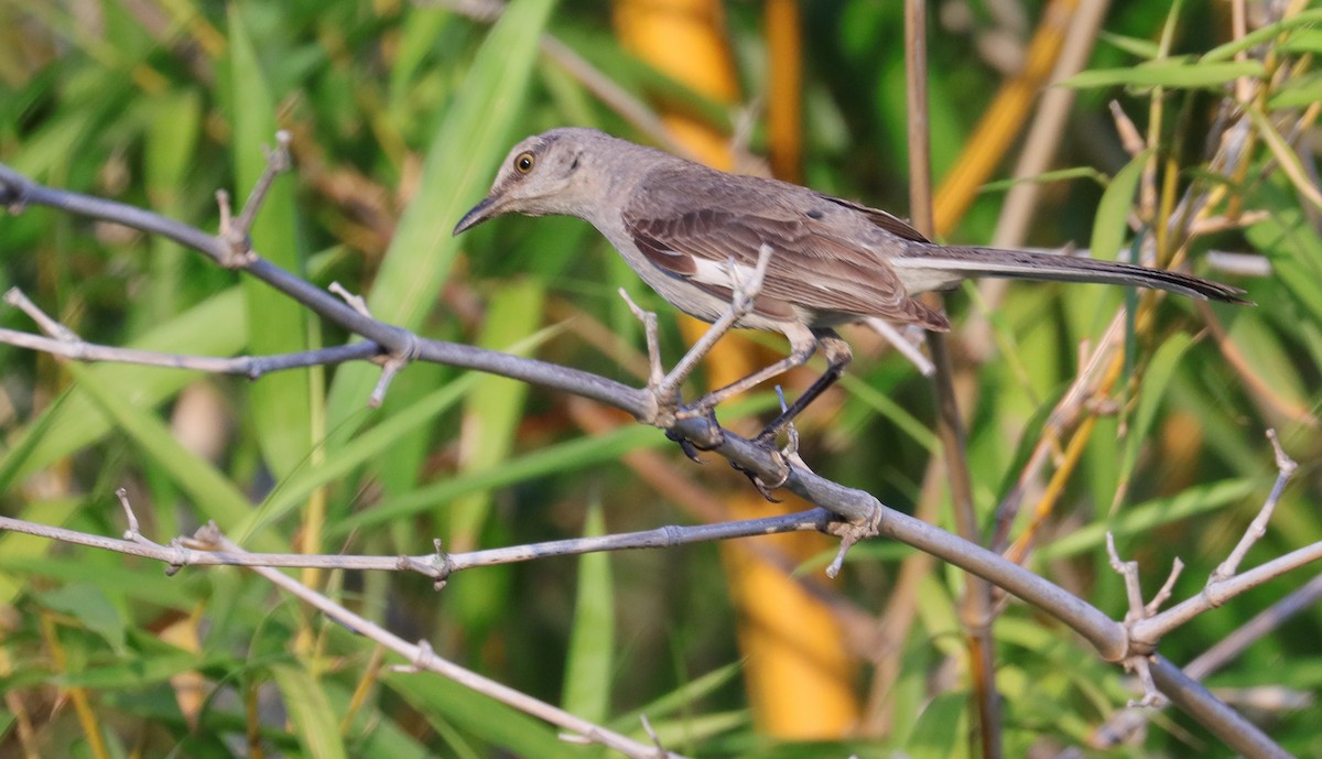 Northern Mockingbird - ML620676618