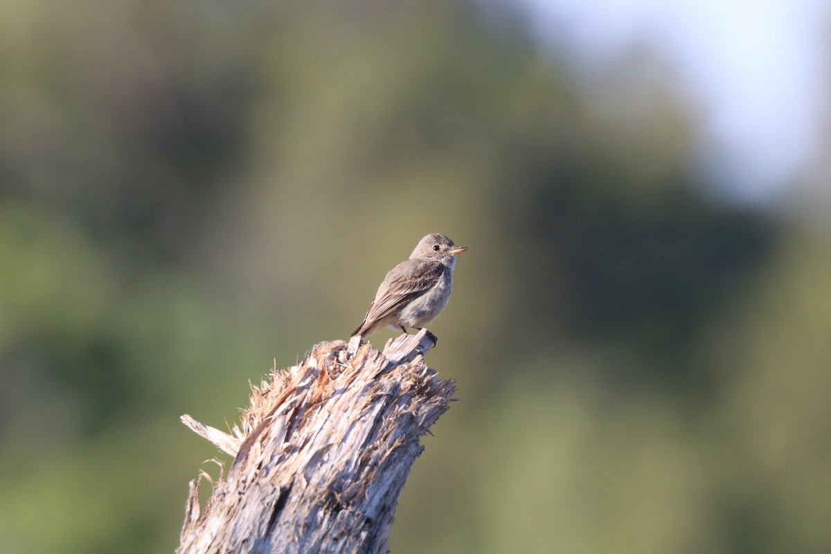 Gray Flycatcher - ML620676619