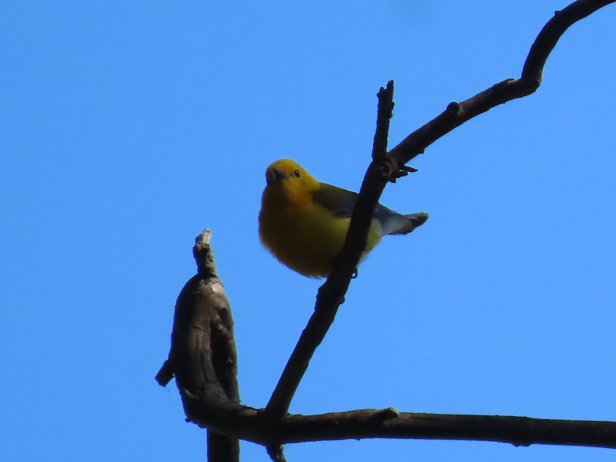 Prothonotary Warbler - ML620676620