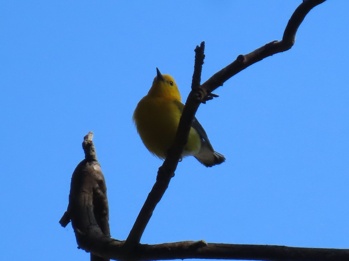 Prothonotary Warbler - ML620676621