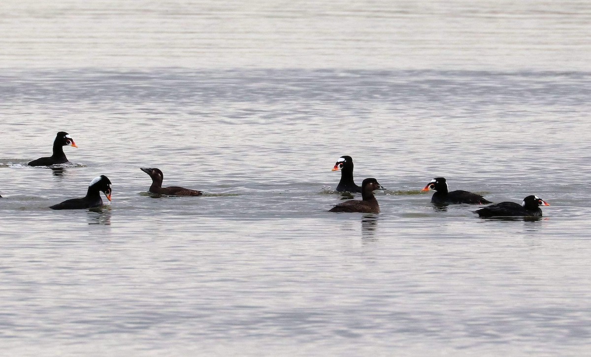 Surf Scoter - ML620676622