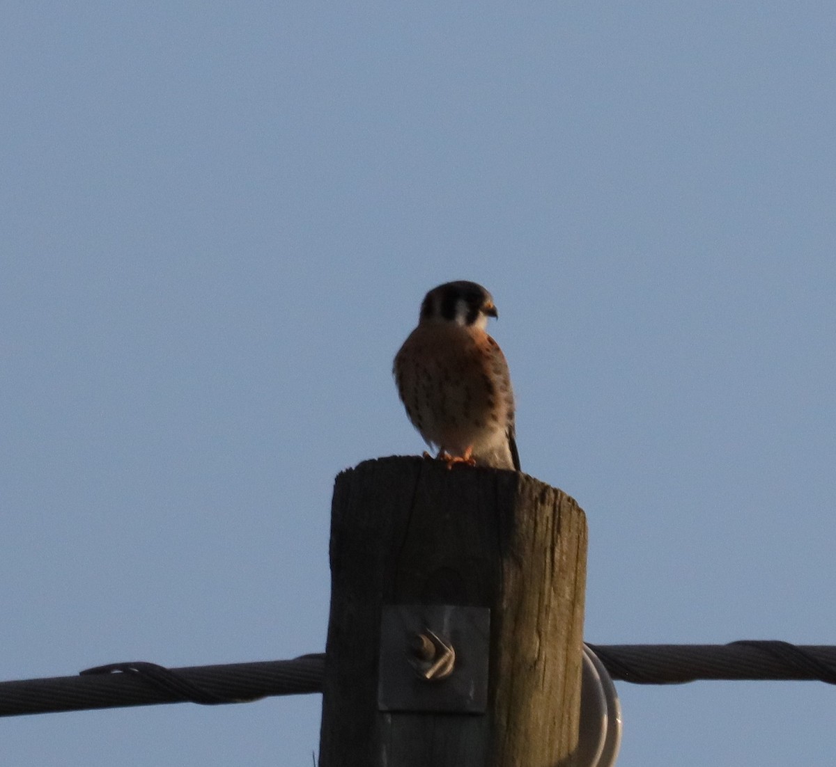 American Kestrel - ML620676623