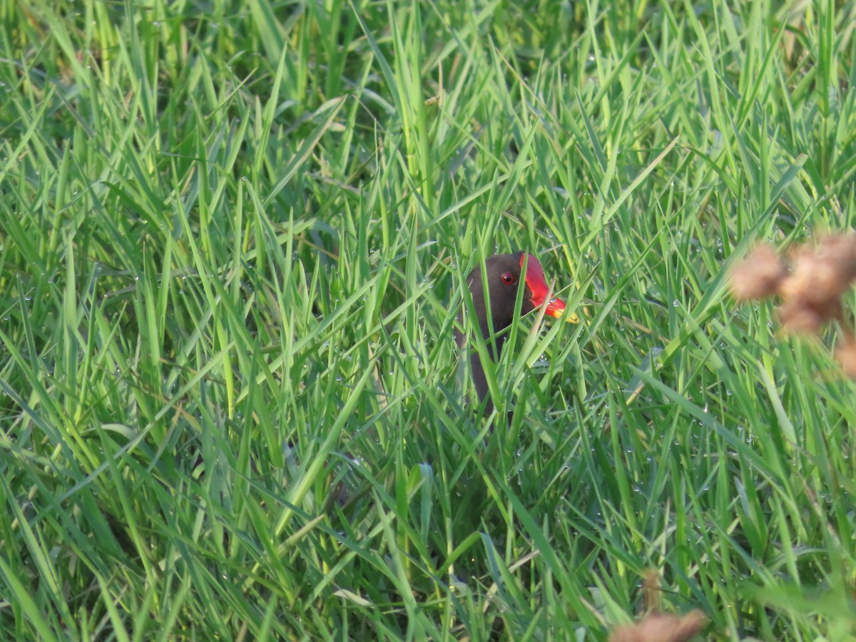 Eurasian Moorhen - ML620676640