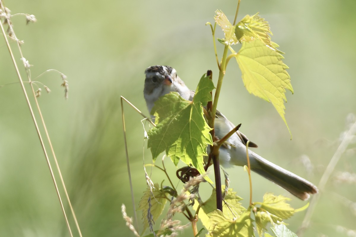 Clay-colored Sparrow - ML620676644