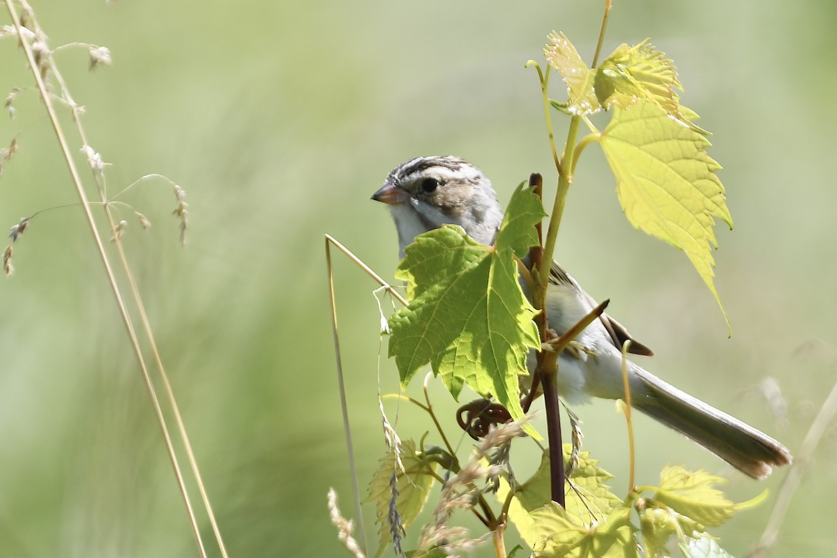 Clay-colored Sparrow - ML620676645